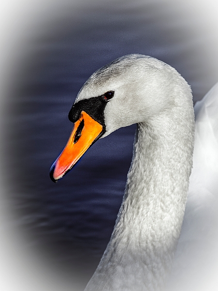 _MG_9995  Svane.jpg