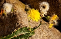 Blomst