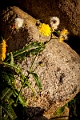 _MG_9136  Blomst
