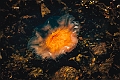 _MG_9149    -=  Aksel J. Herlev  =-