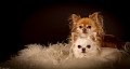 _MG_5932-4