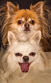 _MG_5941-2