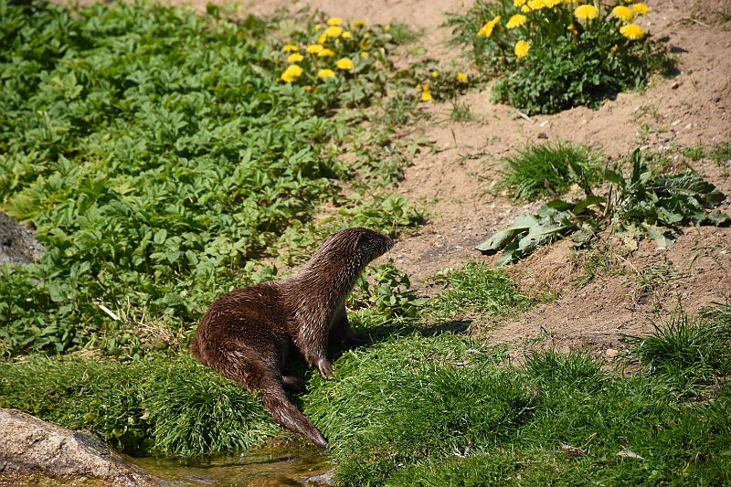 DSC_0411.JPG