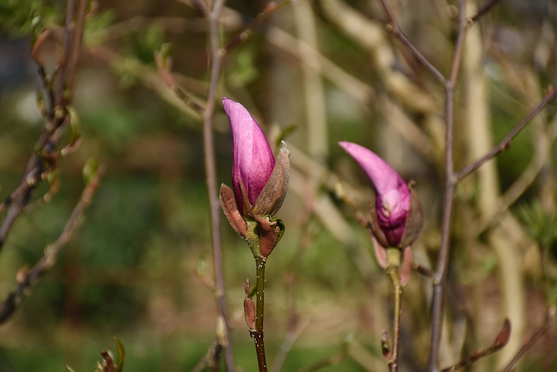 DSC_0427.JPG